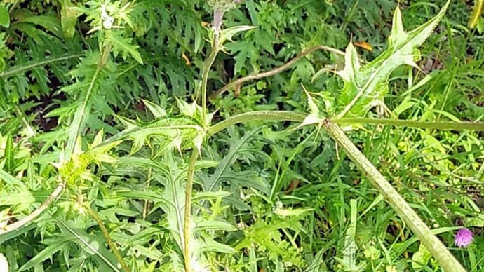 高原の花