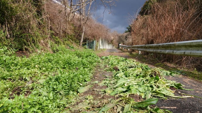 除草されるもの、されないもの