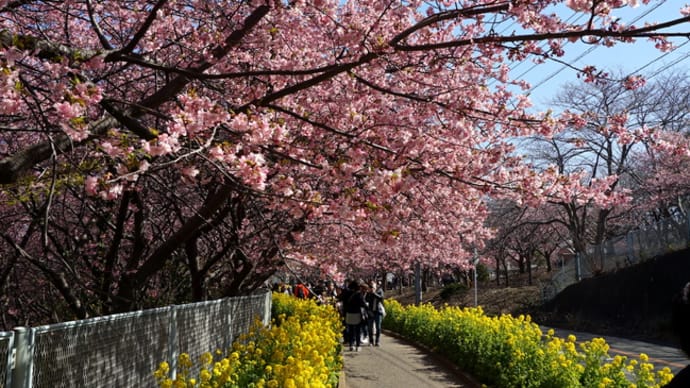 三浦の河津桜祭り