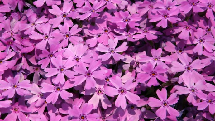 芝桜の季節2
