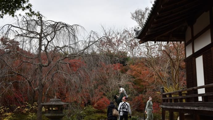 もみじ狩り 京都府右京区 紅葉名所めぐり3日目 【4】-(4)宝筐院(ほうきょういん) 本殿から庭園へ