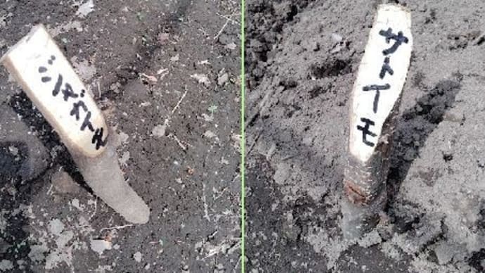 枝の名標・・・ラフに