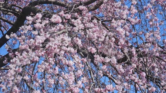 櫻木神社 しあわせの桜咲く