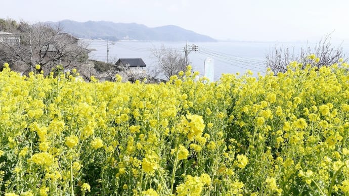 菜の花畑
