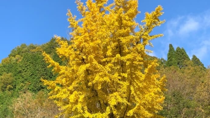 紅葉狩り🍁ライド