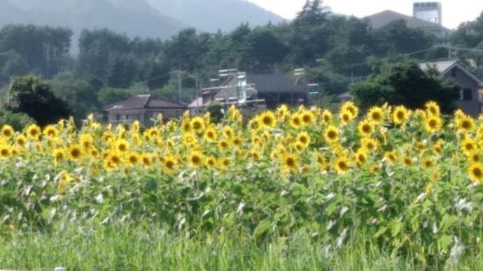 2021cycling Act25 今シーズン初めてのヒグラシ