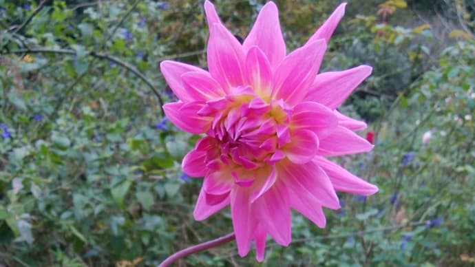 ドリプレローズガーデン*心に強く残った薔薇