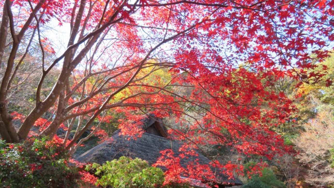 紅葉真っ盛りの薬師池公園