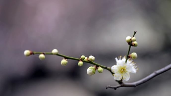 市内唯一梅の花が咲く梅林公園に行ってきました。（中）