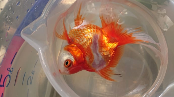 今日5/5の金魚