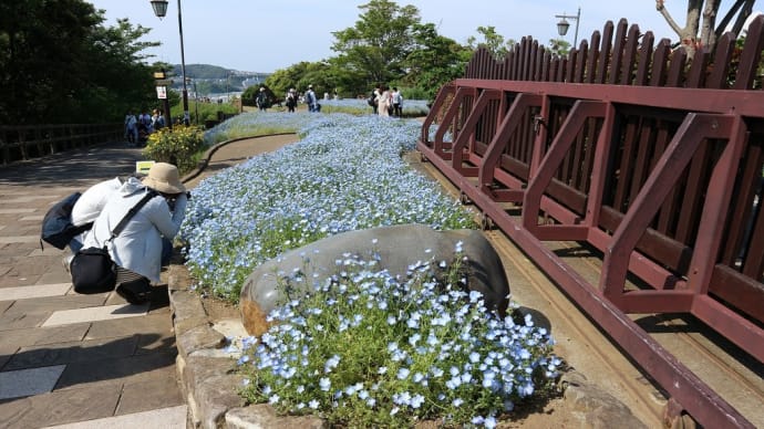 ネモフィラ、ガザニア 神奈川県横須賀市 くりはま花の国(8)