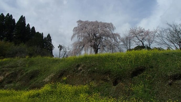 久住のしだれ桜