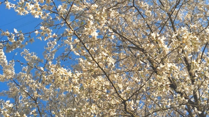 あちこちで桜が咲く