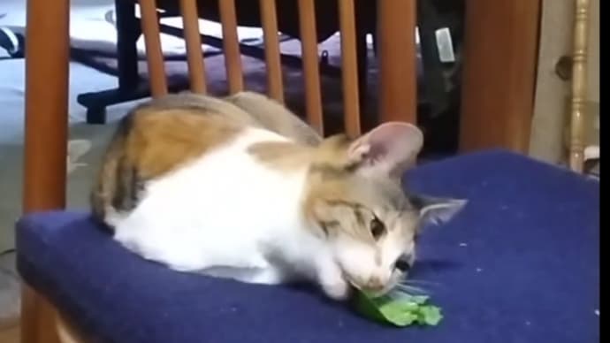 子猫ちゃん、怖い事になって驚きました。