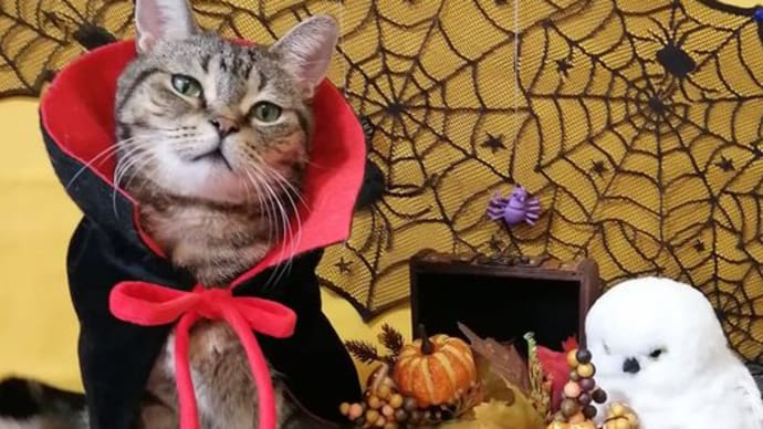 子どもたちのハロウィン