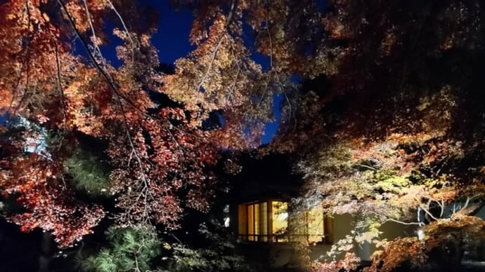 向山庭園の紅葉ライトアップ