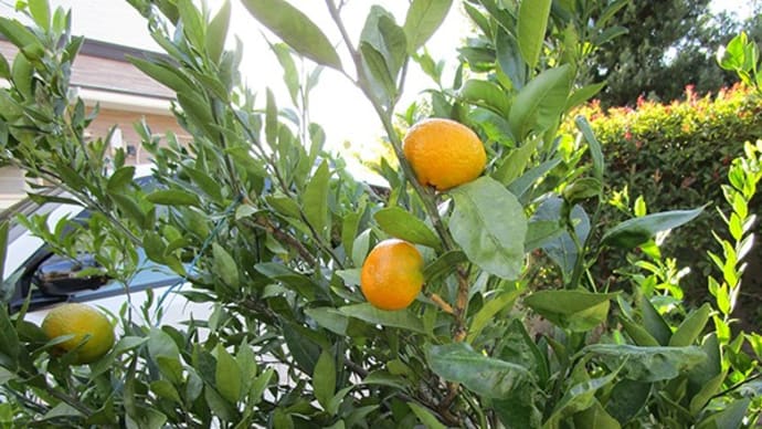 高田みかんが色づき始めました!