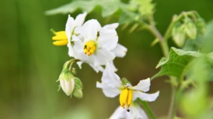 道端の雑草〜悪茄子