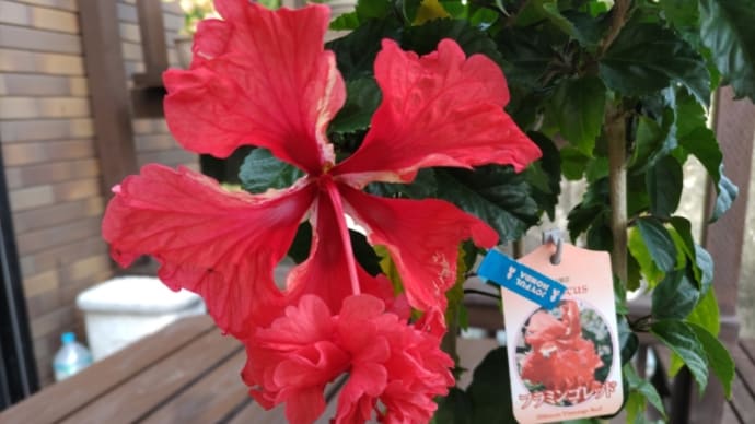 ハイビスカス🌺レッドフラミンゴ