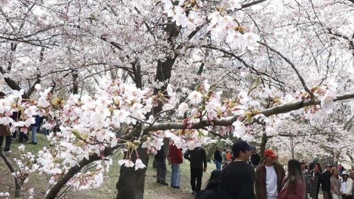 「世界の桜④」ハイパーク~写真と短歌で綴る世界文化紀行