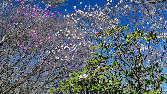 赤川浦岳の紅白のアケボノツツジなど・・2025年お花見登山