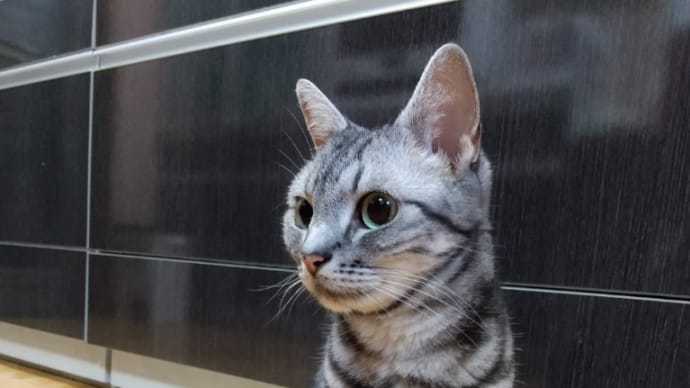 ドコモ信者。