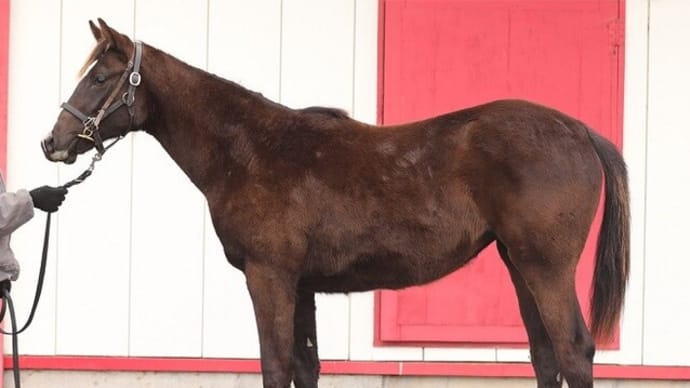 22年産世代でも栗田厩舎の牝馬に注目!?