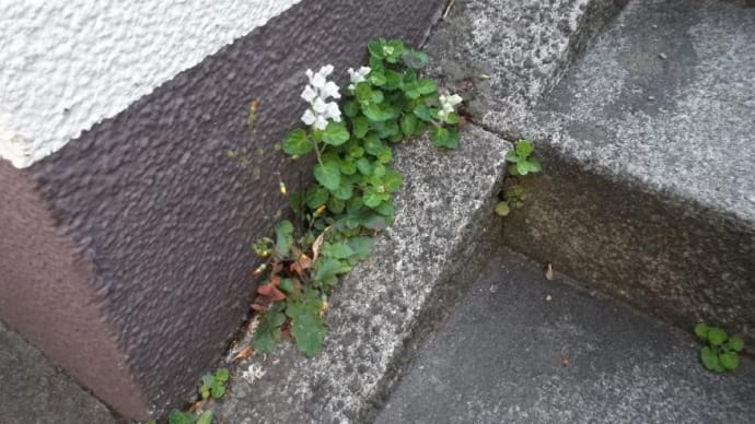 雑草は強し、コンクリートの割れ目でも平気で芽を出し、花を咲かせている