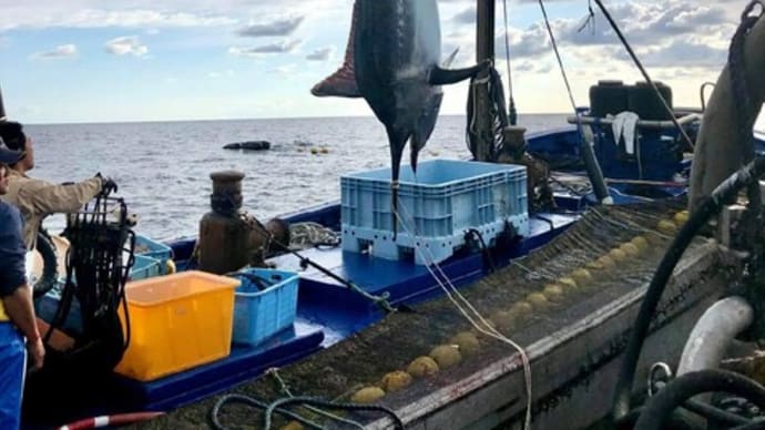 シロカジキが獲れたらどうするか?地産地消の夢