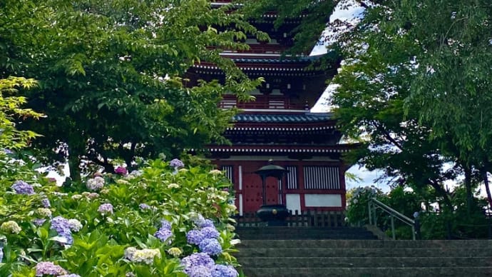 本土寺で、紫陽花と菖蒲