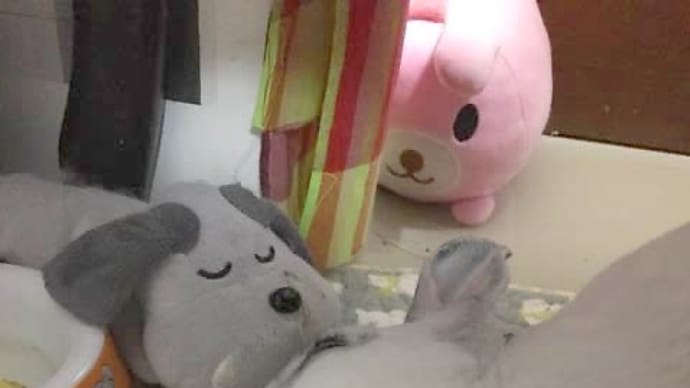 今日は母の日。
