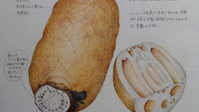 佐賀白石の蓮根 二千年以上前に渡来