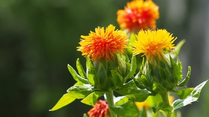 紅花栄う
