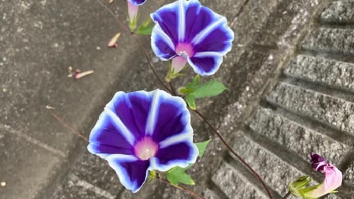 深夜に更新です
