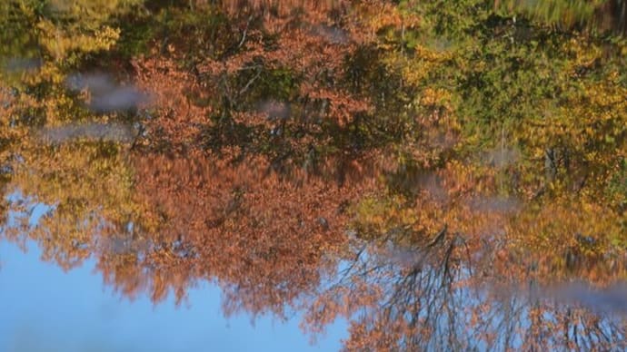 昭和記念公園の紅葉