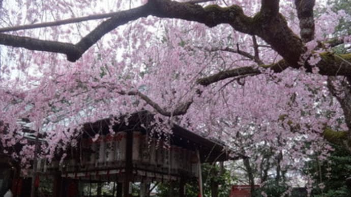 2017年水火天満宮と天神公園の桜　＠　京都妖怪探訪（４７７）