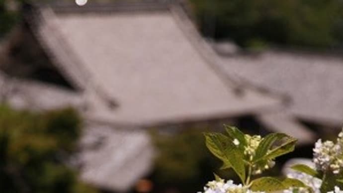 本證寺～形原あじさい祭り～ひつまぶし御膳＆地元食材を活かしたお弁当とあま～いメロン狩り日帰りツアー②