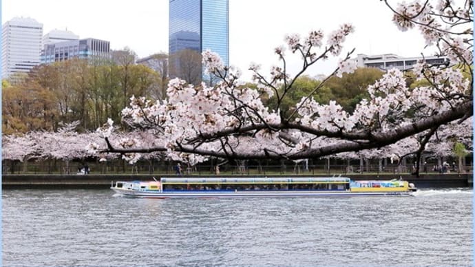 2023桜便り1(大川沿いの桜)