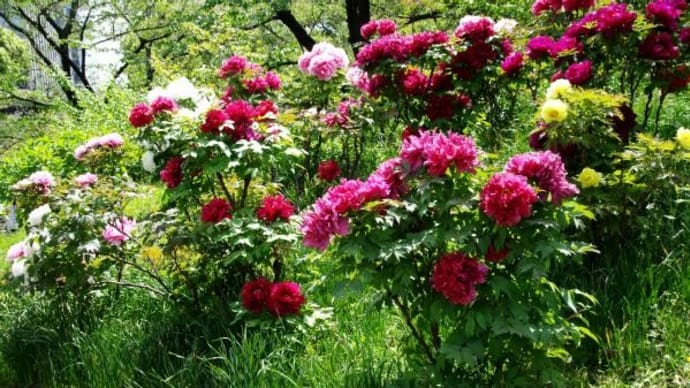 2023年 4月12日(水)の「旧芝離宮恩賜庭園」(2)