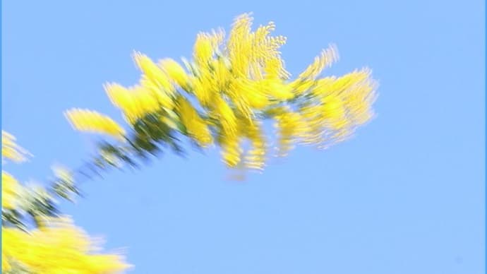 ミモザの日