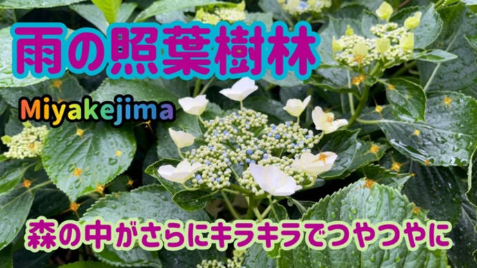 雨の照葉樹林はつやつやテカテカ🌳