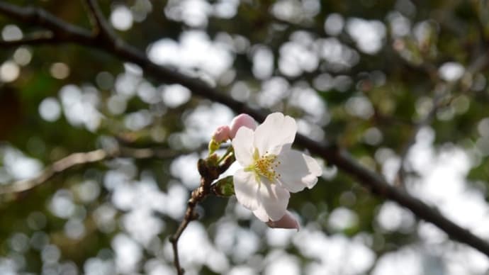 ソメイヨシノ桜・開花二日目3.23