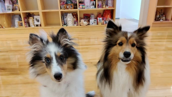 今日は先代シェルティ・レオの月命日です🐶