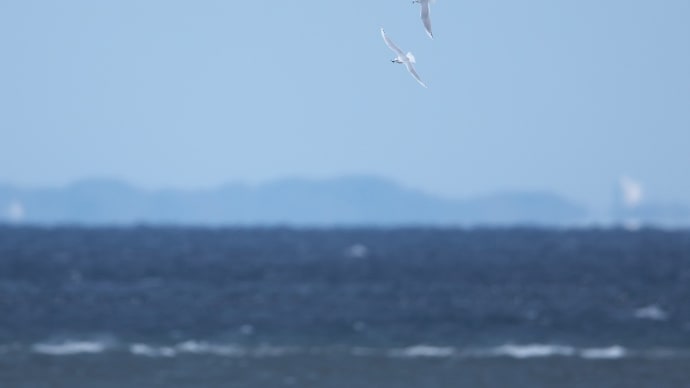 海へ・・・ズグロカモメ