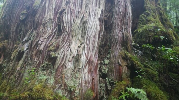 もしかしたら白谷雲水峡よりも屋久島らしい森かも?ヤクスギランドの魅力をもっと広めたい!【屋久島ヤクスギランドガイドツアー】