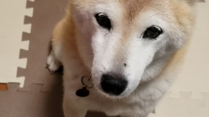 柴犬はツンデレ・・