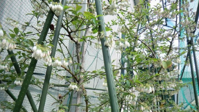 ブルベリーの花＆パンジーと金魚草のグラディエーション