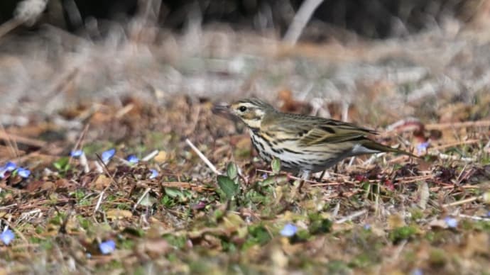 公園の冬鳥