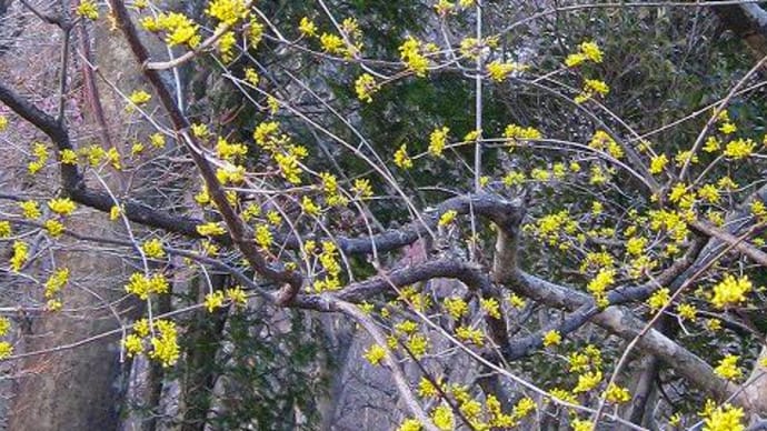 春の季語/防風(ばうふう) 浜防風・はまにがな・防風の花・防風摘み・防風掘る