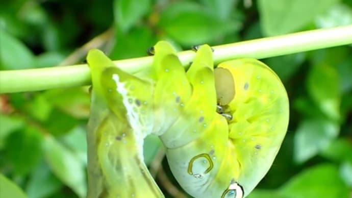 緑色のアケビコノハ幼虫